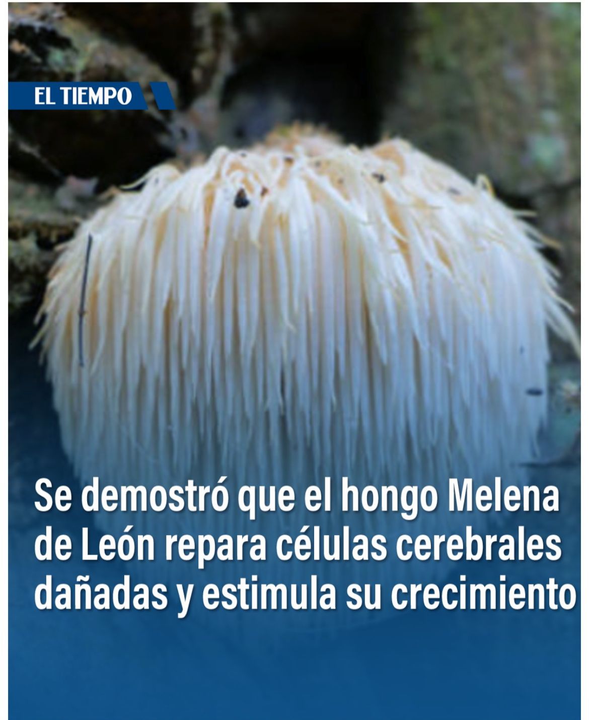 Melena de Leòn