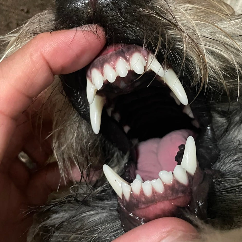Toallitas de limpieza de dientes para perros y gatos 50 Unidades