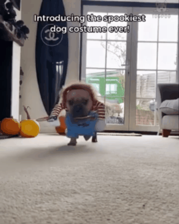 Choky®: tu mascota será la sensación más tierna y diabólica